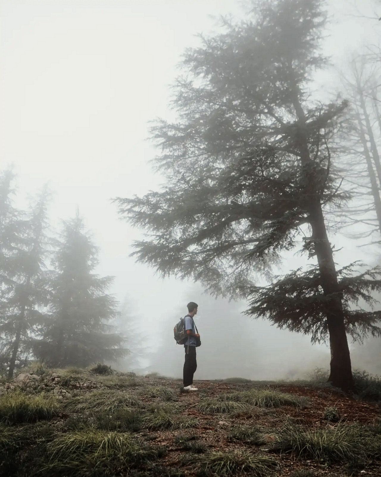 A walker pausing among misty pines